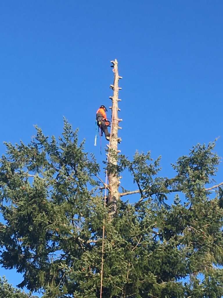 Douglas Fir tree reduction