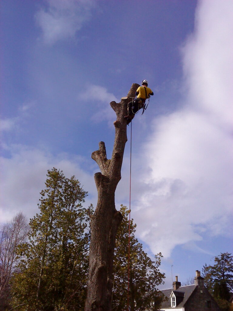 hazard tree removal