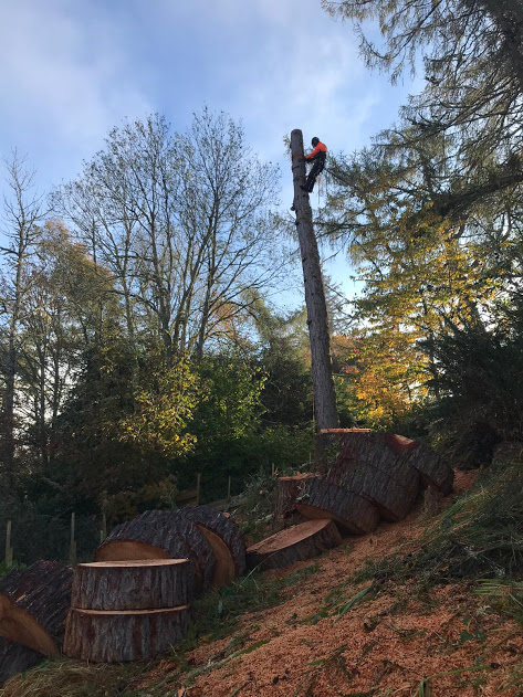 dismantling larch tree