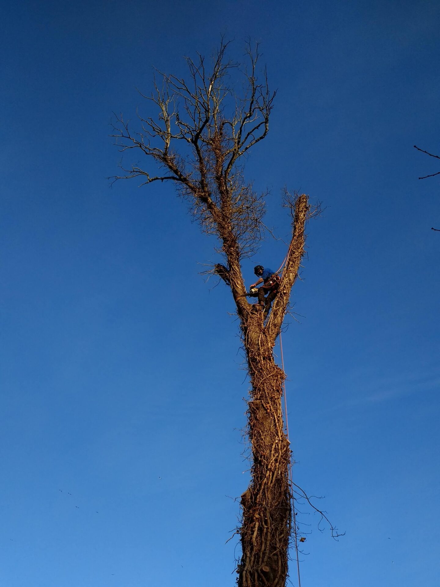 dead Elm tree, Dutch Elm disease