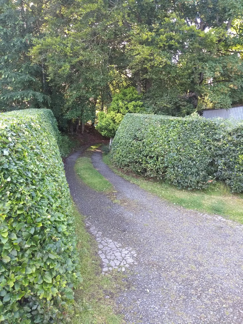 beech hedge trimming