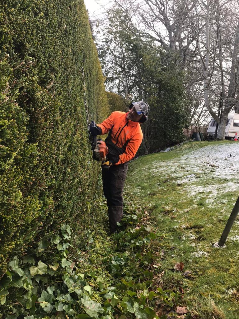 hedge trimming